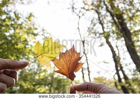 Dried Yellow Sycamore Leaves Are Held In Hand. Withdrew In The Forest.