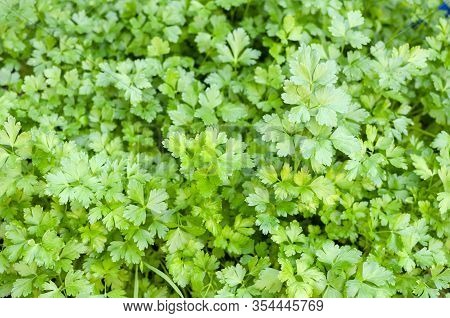 Parsley Plant Growing In The Garden With A Dense Green Covar