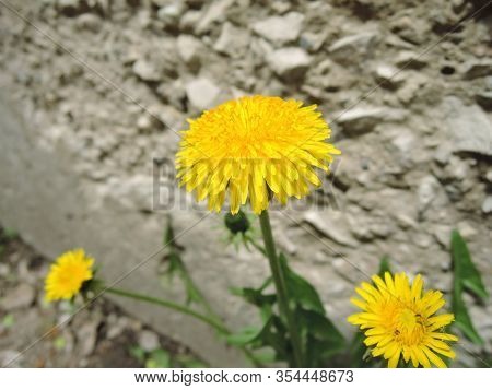 Macro Photo Of A Dandelion Plant. Dandelion Plant With A Fluffy Yellow Bud. Yellow Dandelion Flower 