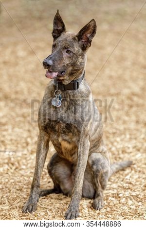 3-year-old Brindle Dutch Shepherd Male Dog Sitting. Off-leash Dog Park In Northern California.
