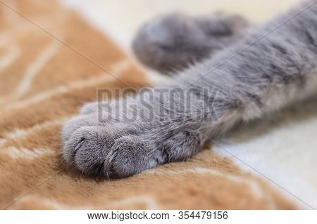 Detail Shot Of Soft Cat Paws. Close Up