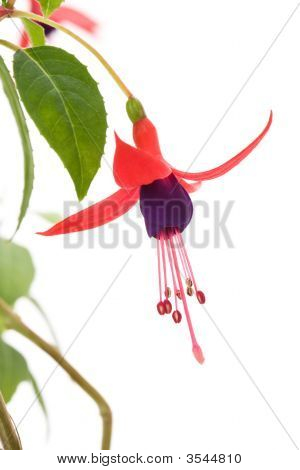 Fiore fucsia