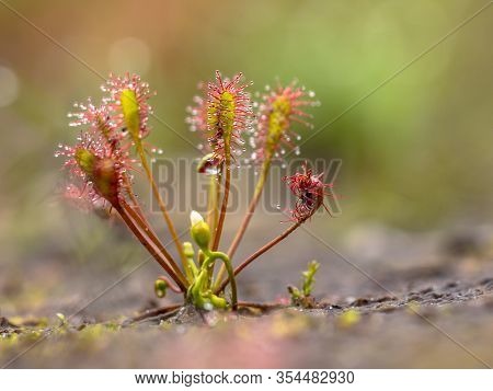 Spoonleaf Sundew (drosera Intermedia) Is An Insectivorous Plant Species Belonging To The Sundew Genu