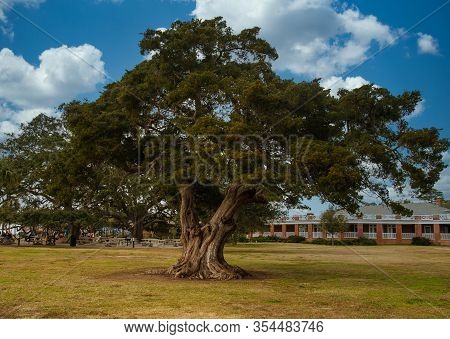 A Huge Old Live Oak Tree In A Public Park In Georgia