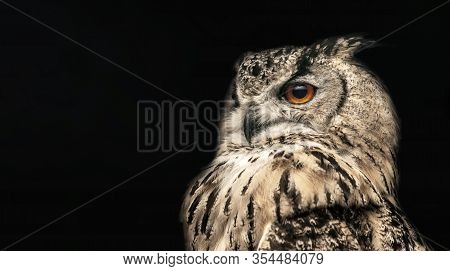Panoramic Photo Of A Horned Owl In A Half Profile On A Black Background.