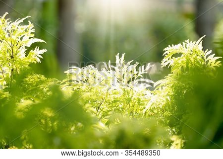 Nature Background Blurred Of Polyscias Fruticosa Tree Under Shining Light.
