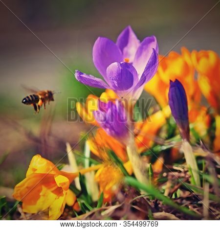 Spring Flowers With Flying Bee. Beautiful Colorful First Flowers On Meadow With Sun. 
Crocus Romance