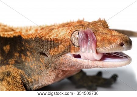 Female Crested Gecko Isolated On White Background Cleaning Her Eye