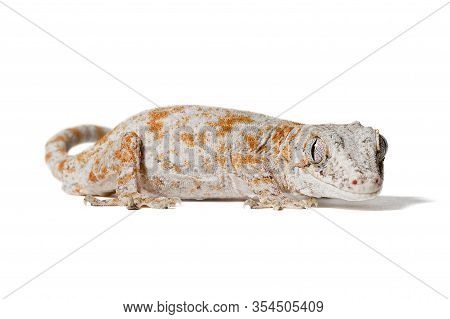 Gargoyle Gecko Isolated On A White Background