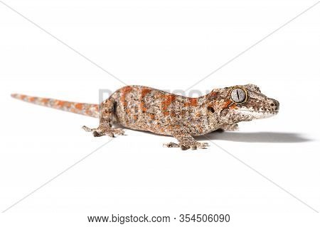 Gargoyle Gecko Isolated On A White Background