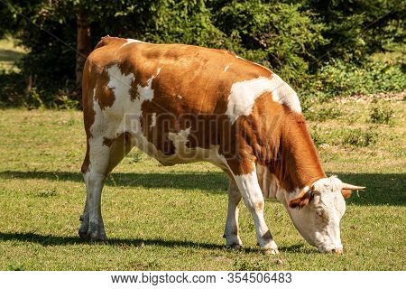 Brown And White Dairy Cow With Horns Grazing In A Green Mountain Meadow, Austrian Alps, Europe