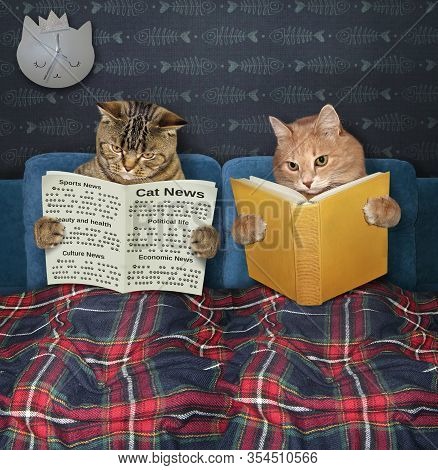 Two Cats Are Resting In Bed Under A Plaid Blanket In The Bed Room At Home. One Of Them Is Reading A 