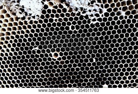 Close Up Of Old Dried Honeycomb Without Bees And Larvae. A Wax Hexagonal Built By Honey Bees To Cont