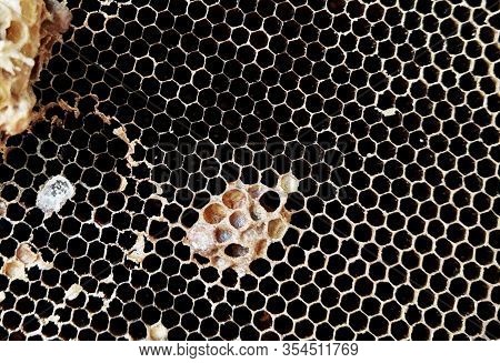 Close Up Of Old Dried Honeycomb Without Bees And Larvae. A Wax Hexagonal Built By Honey Bees To Cont