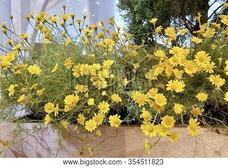 Bright And Beautiful Butter Daisy Or Little Yellow Star Flowers In A Wooden Pot, Signs Of Spring And