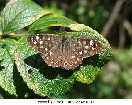 Plettet træ Butterfly