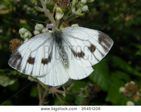 Green nervet hvid Butterfly