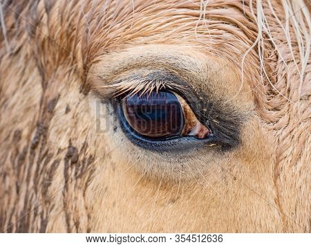 Eye Of Golden White Horse Standing Outside On A Cold Winter Day