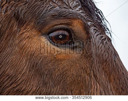 Amber Horse Eye With Long Wet Lashes Of Brown Stallion