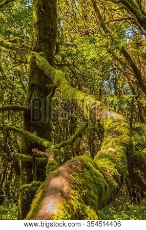 Infinite Trunk In A Monteverde Canary Island Of Fayal Brezal Are Beech Morella Faya And Heather Eric