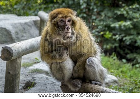 Salem, Germany - 15 Sep. 2015: Barbary Macacque In Enclosure At Affenberg, Near Salem. Baby Macaque
