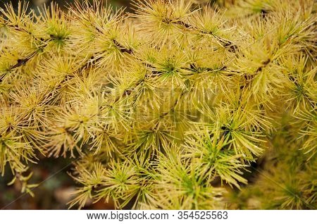 Green Branch Of Larch With Tiny Leaves On The Blue And Yellow Background. Brown Cone Of Larch. Wild 