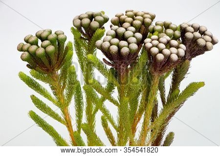 Flowers Of A Brunia Bush, A Plant From South Africa, With Gray Background