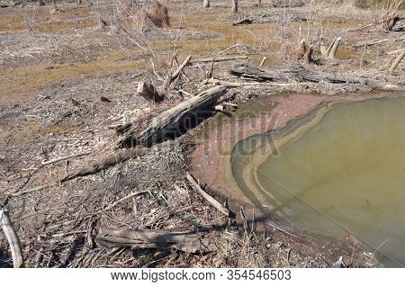 Beaver Dam With Water And Trees In Wetland Environment