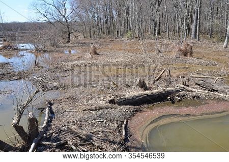 Beaver Dam With Water And Trees In Wetland Environment
