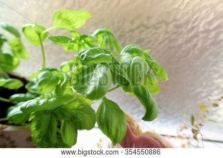 Leaves Of Fresh Green Basil In A Flowerpot