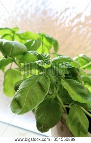 Leaves Of Fresh Green Basil In A Flowerpot