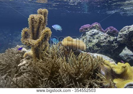 Colorful Coral Reef Scenery With Lots Of Different Corals, Sea Anemones And Fishes