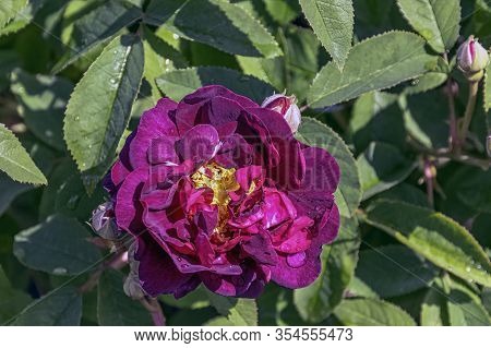 Rosa Gallica Officinalis Known As Gallic, French Or Apothecarys Rose, Rose Of Provins And Red Rose O