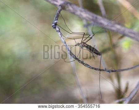 Crane Fly Is A Common Name Referring To Any Member Of The Insect Family Tipulidae.