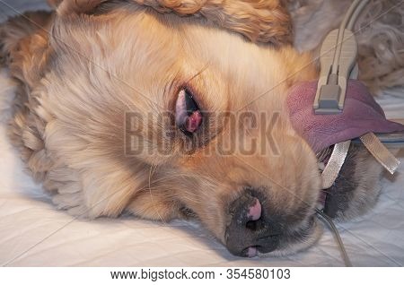 Resection harderian gland (cherry eye) at dog