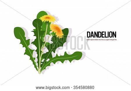 Realistic Flowers Dandelions Tasty Freshherb Green Leaves Healthy Food Concept Horizontal Vector Ill