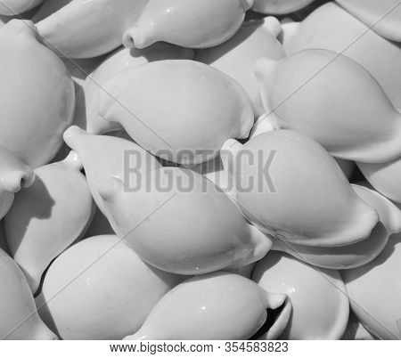 Background Of Big White Marine Shells For Sale In The Souvernir Stall