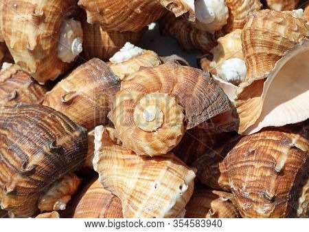 Background Of Many Snail-shaped Marine Shells For Sale In The Souvernir Stall