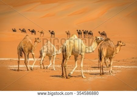 Group Of Camels Walking In  Liwa Desert In Abu Dhabi Uae