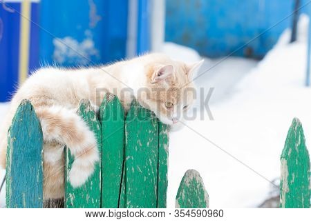 A Gentle, Kind, White-red Cat Lies On An Old Green Fence. A Tender, Kind, Cute Pet Of A Red Color En