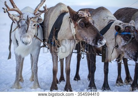 The Extreme North, Yamal Peninsula,   Reindeer In Tundra , Deer Harness With Reindeer, Pasture Of Ne
