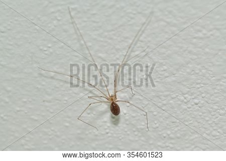 Phoolcus Hanging From The Roof In The Room Corner Photomacrograph