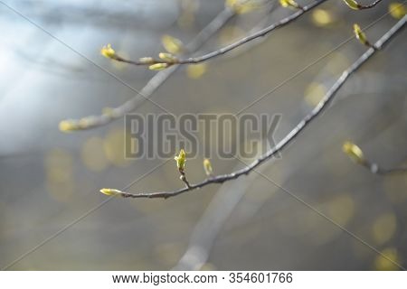 Young Tree Leaf And Bud. New Spring Foliage Appearing On Branches. Tree Or Bush Releasing Buds. Seas