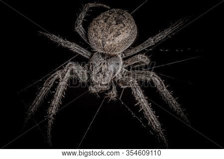 Spider On Black Background ( Nuctenea Umbratica ),  The Walnut Orb - Weaver Spider - Macro, Closeup