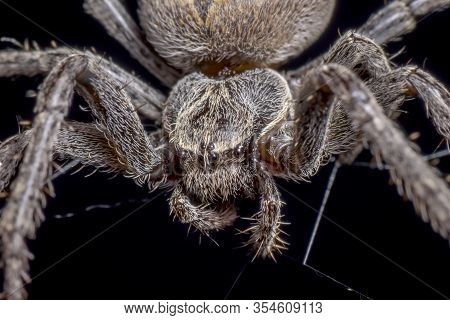Spider On Black Background ( Nuctenea Umbratica ),  The Walnut Orb - Weaver Spider - Macro, Closeup