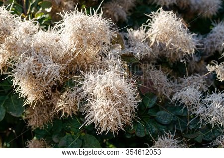 Cotinus Coggygria 