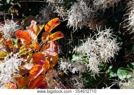Cotinus Coggygria 