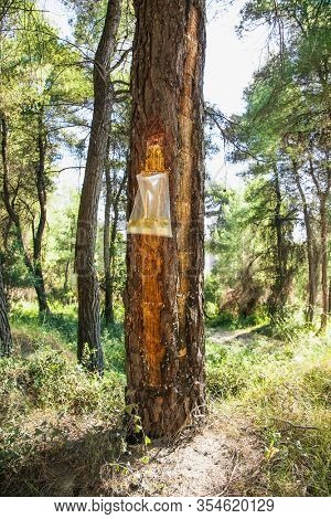 Collecting pine resin from a tree at Evia island. Evia , Greece. Pine resin is a key flavouring in Retsina the traditional Greek wine style.
