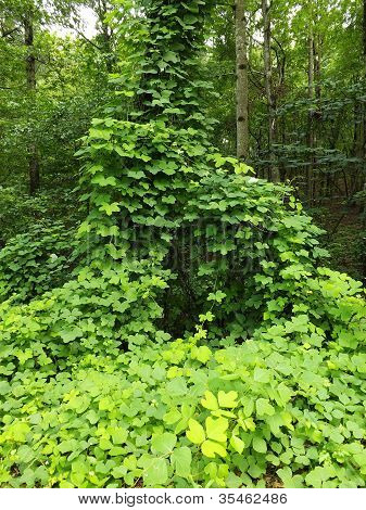 ทรี kudzu ที่ครอบคลุม