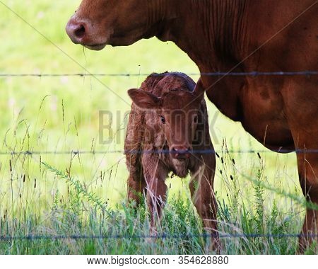 A Mother Cow And Her Newborn Baby